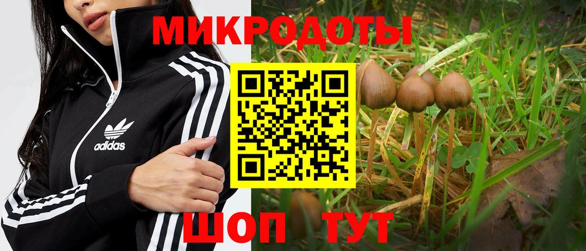 Псилоцибиновые грибы Psilocybe Стрежевой